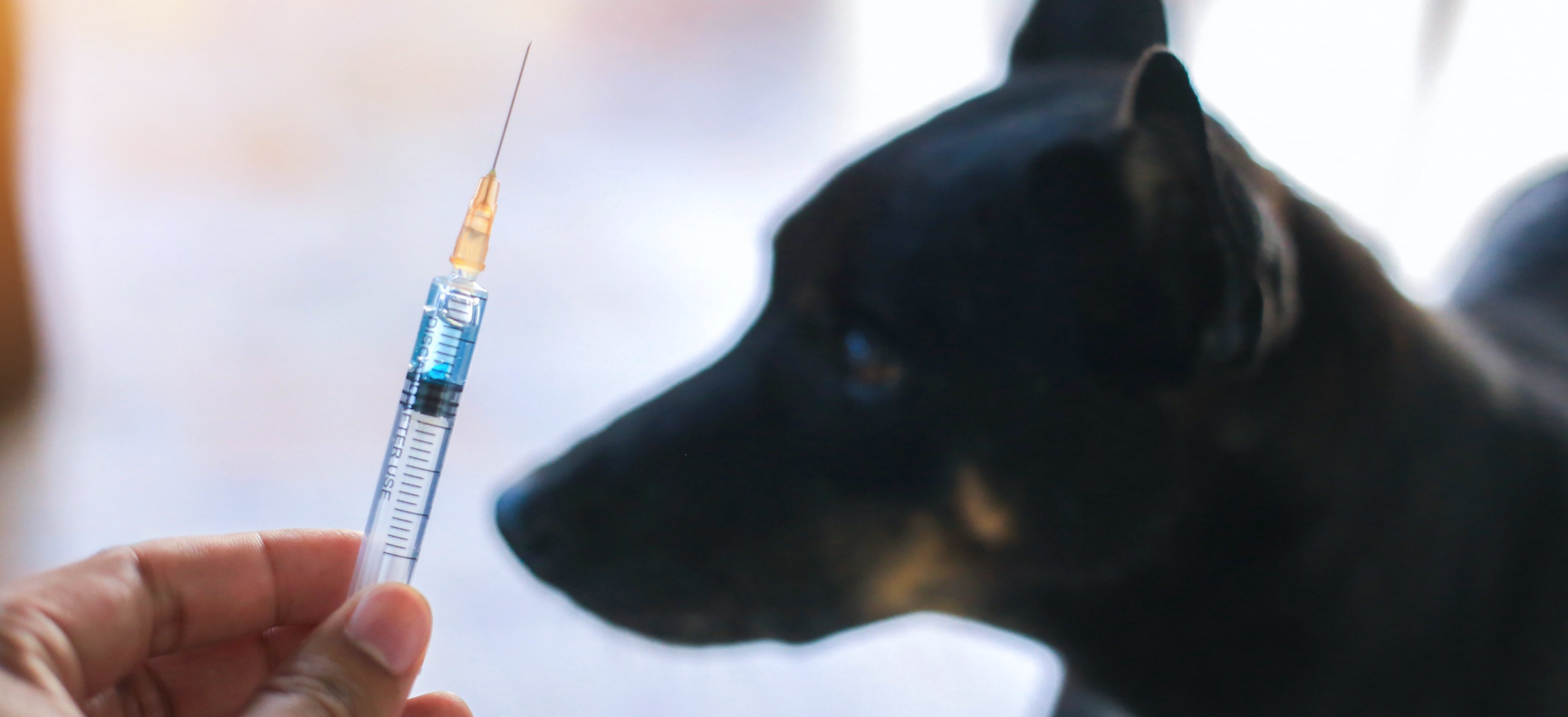 地域を守る！<br>狂犬病予防接種率アップを実現する7つの施策