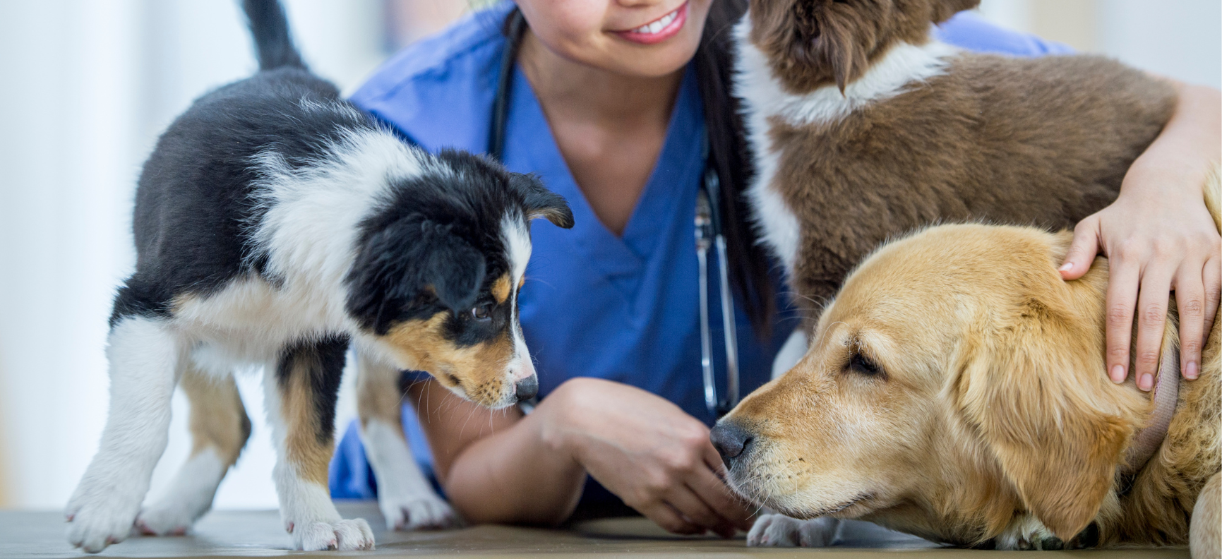 【前編】動物病院の院長先生に知ってほしい採用のこと─課題把握と採用戦略の立て方